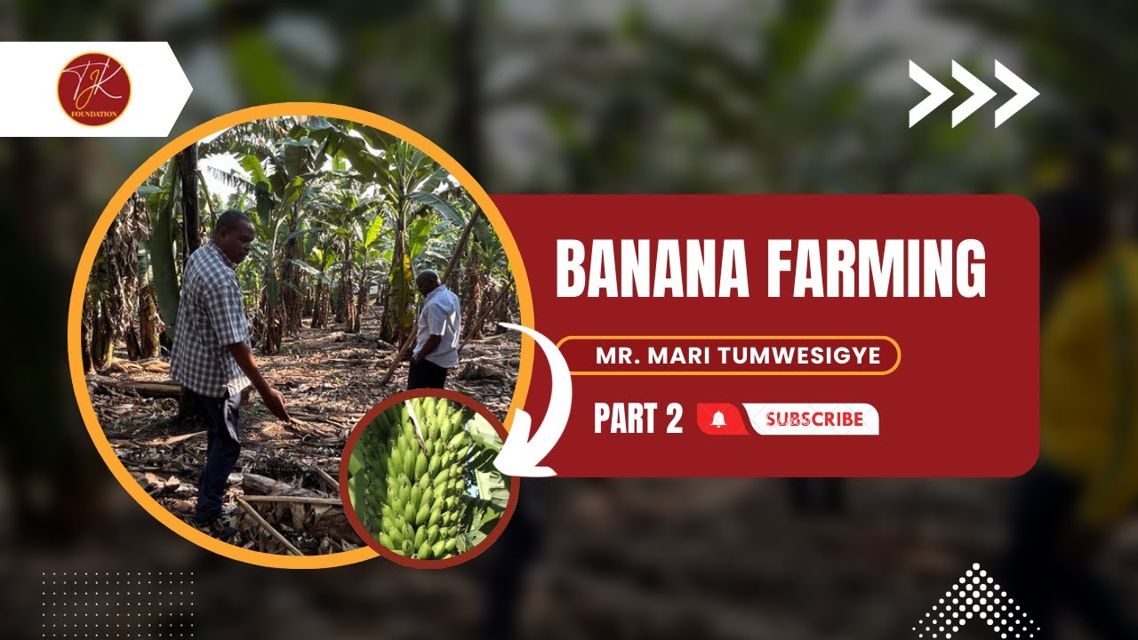 Banana Farming in Uganda with Mari Tumwesigye Pt2 #tjkshares