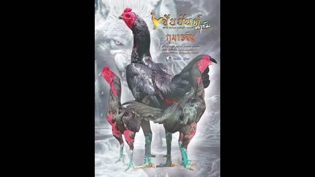 เจ้ากุมารจีน" อัญมณีแห่งวงการไก่ชนพม่าสมัยใหม่
