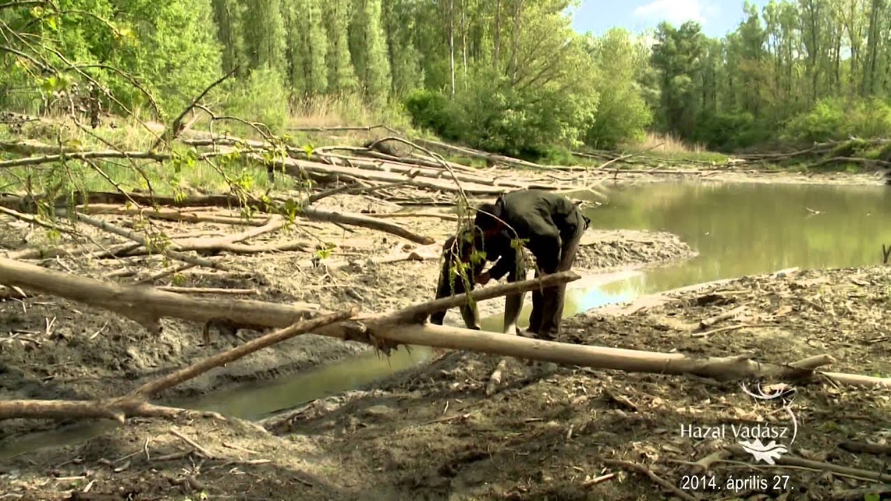 2014. április 27: Hódgondok a Szigetközben - 2014.04.15.