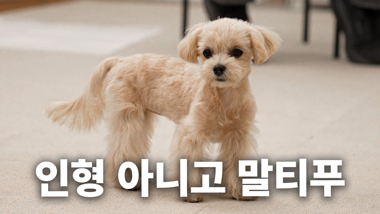 영상에서 꼬순내가 진동함 ㄷㄷ | 견종백과 말티푸편