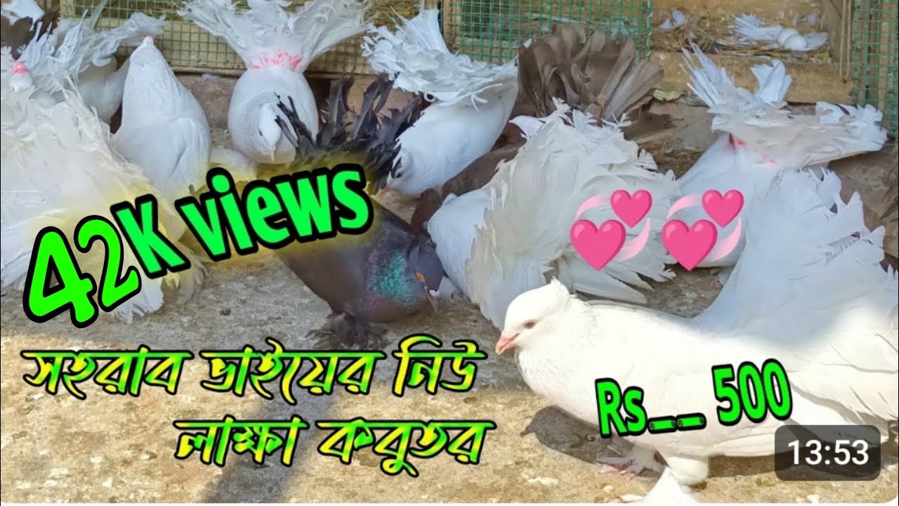 ৫০০ টাকা দিয়ে কিনুন লাক্ষা কবুতর এবিং দেখুন পায়ের ফেদার 4 ইঞ্ছি #pigeon #kolkata