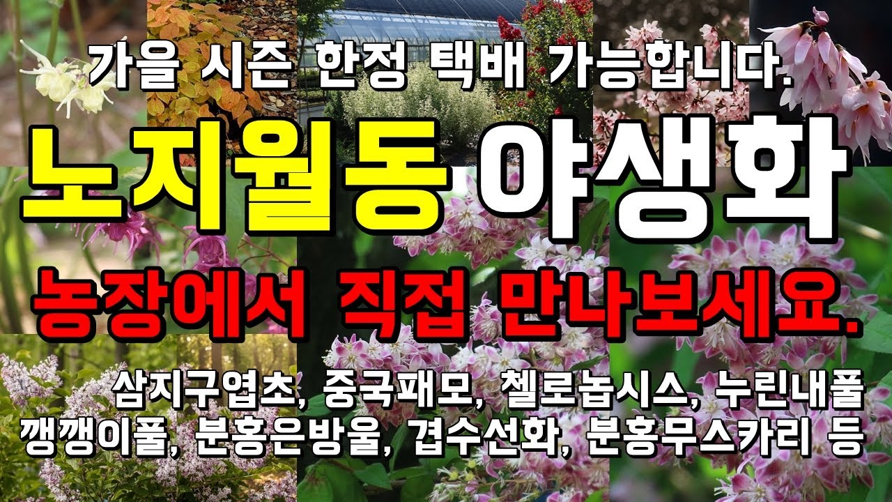 (택배가능) 농장직영 전국 노지월동 가능한 야생화 - Wild Garden Flower 깽깽이풀, 분홍무스카리, 겹수선화, 투구꽃, 삼지구엽초, 분홍은방울꽃, 왜승마