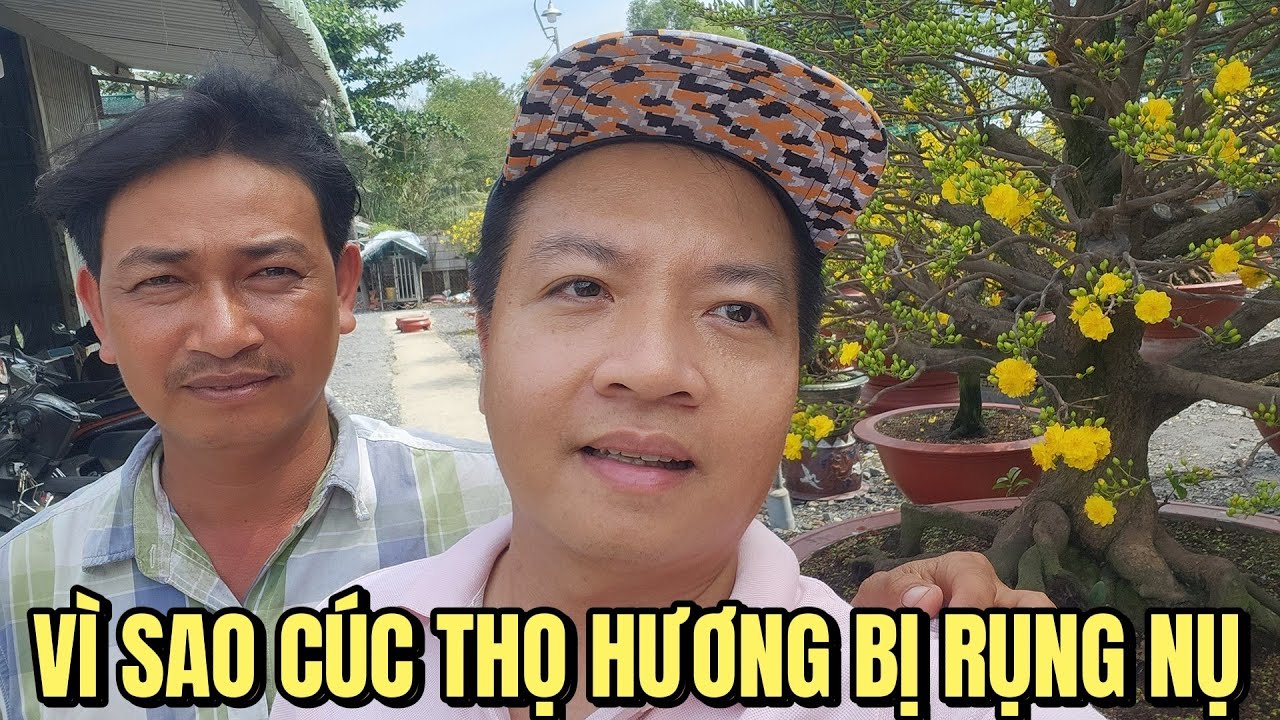 Vì sao cúc thọ hương bị rụng nụ nhưng vẫn cháy hàng ở vườn Hoàng mai tứ quý ghép Tết 2023