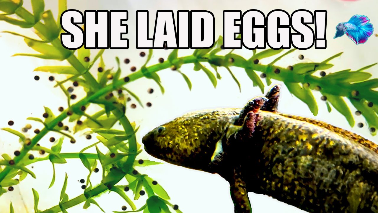 MY RARE AXOLOTL LAID EGGS!
