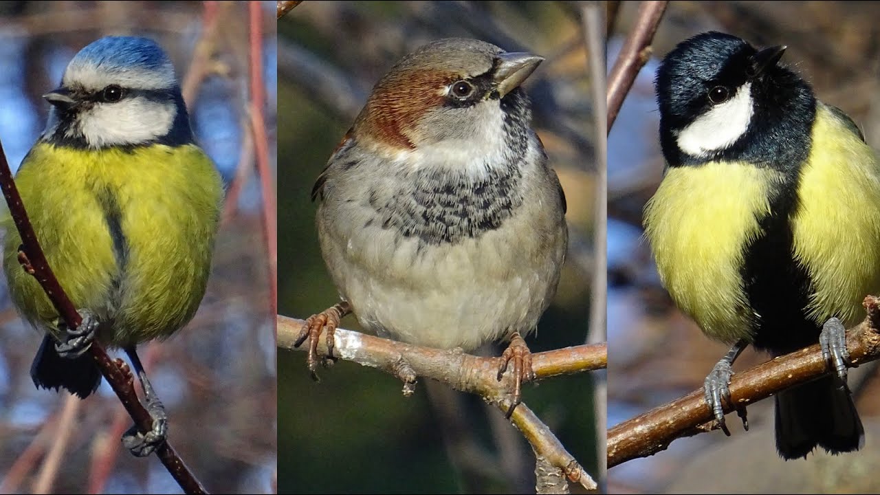 Seguimos ayudando a los pájaros insectívoros, Enero del 2026 🐦