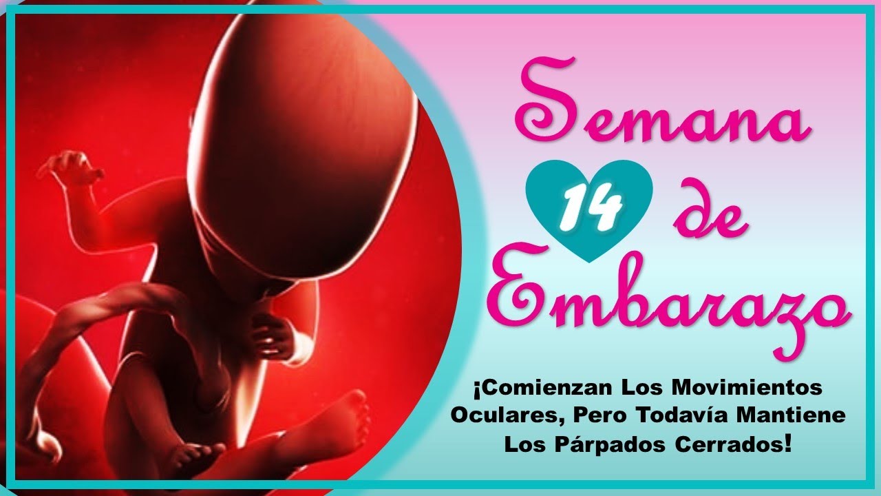 ❤️ SEMANA 14 DE EMBARAZO🤰 ❤️ ⏩  EMBARAZO SEMANA A SEMANA ⏩ Desarrollo y Evolucion del Bebe 👶🏻