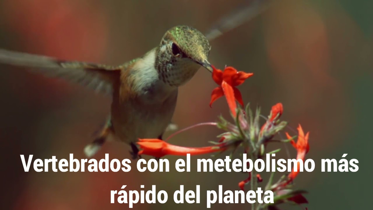 Trochilidae: Aspectos interesantes de su Historia Natural
