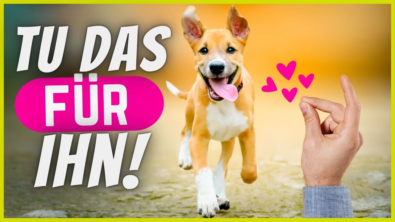 9 kleine Geschenke, die deinem Hund extrem viel bedeuten