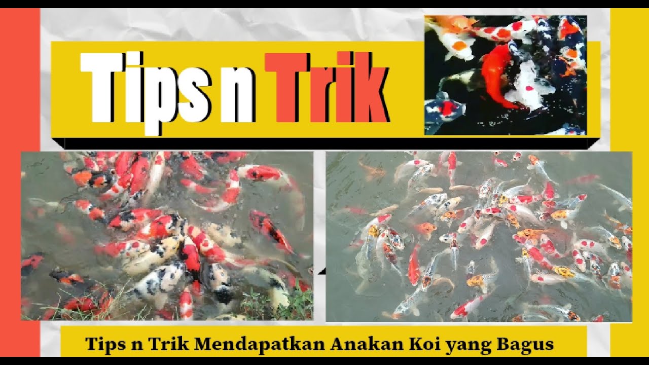 Tips n Trick Mendapatkan anakan bagus saat pijah koi