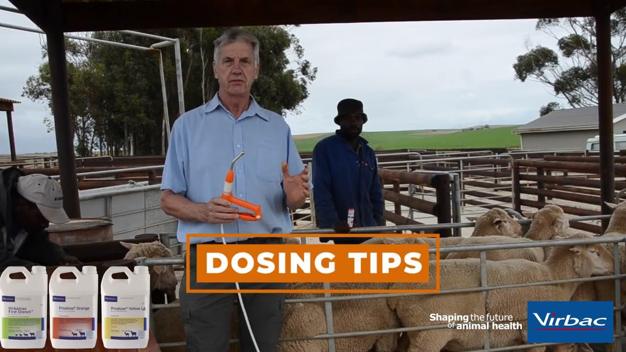 DOSING SHEEP