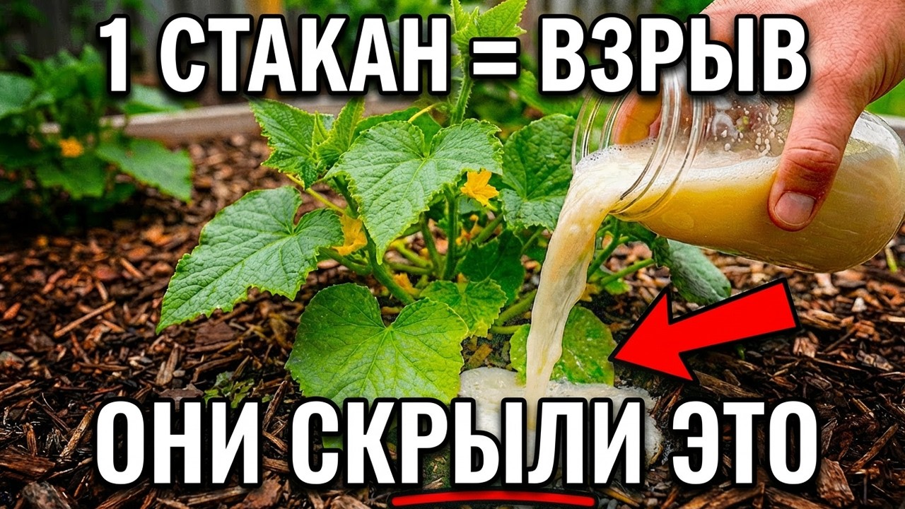Овощи начнут расти МГНОВЕННО и утроят урожай — полейте этим ОДИН раз!
