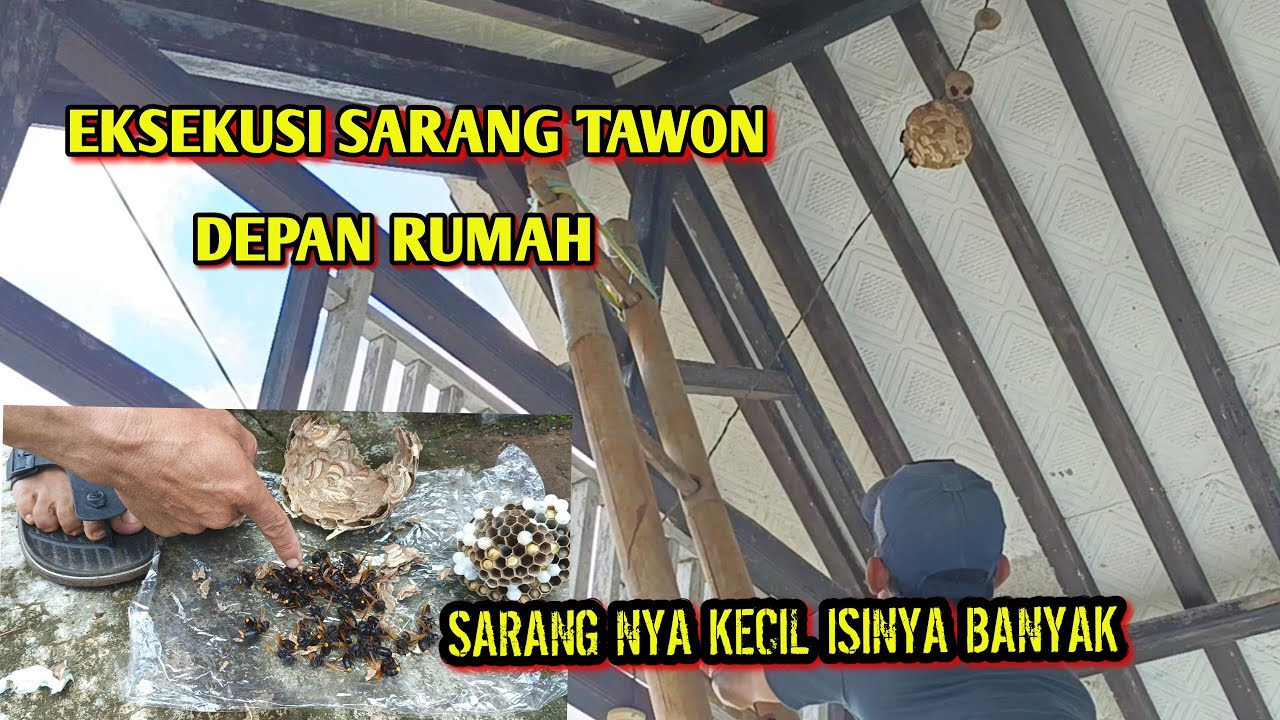 SARANGNYA KECIL TAPI ISINYA BISA MELUMPUHKAN SATU ERTE..