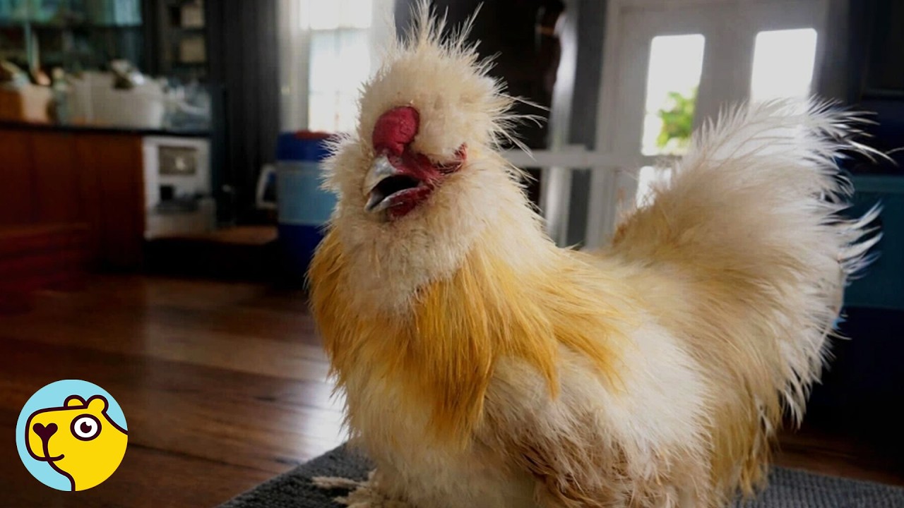 Fluffy Rooster Thinks He’s a Dog
