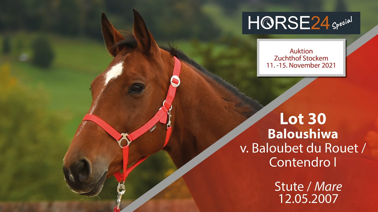 Horse24 Special - Auktion Zuchthof Stockem: Lot 30 Baloushiwa Stute v. Baloubet du Rouet-Contendro I