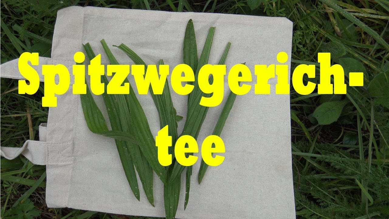 Spitzwegerichtee -  f&uuml;r die Erk&auml;ltungszeit ( Husten, Hals )
