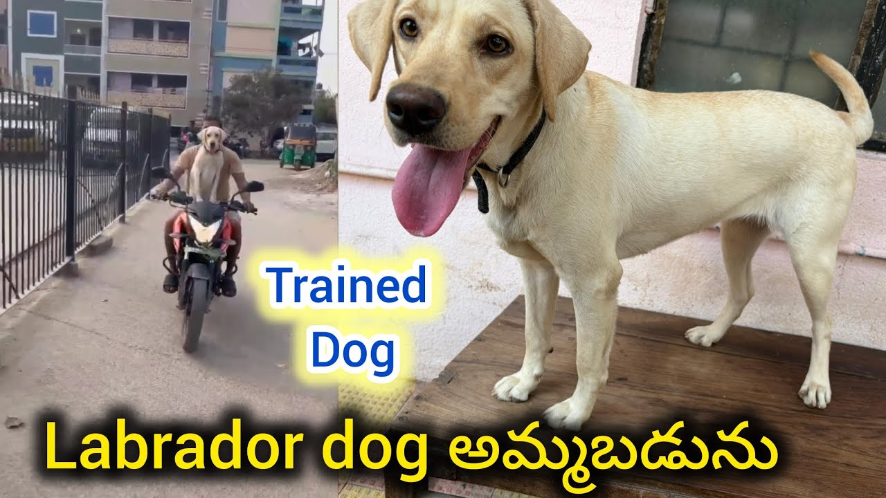 Top quality labrador dog for sale in telugu/90592 87349/BGS pets 