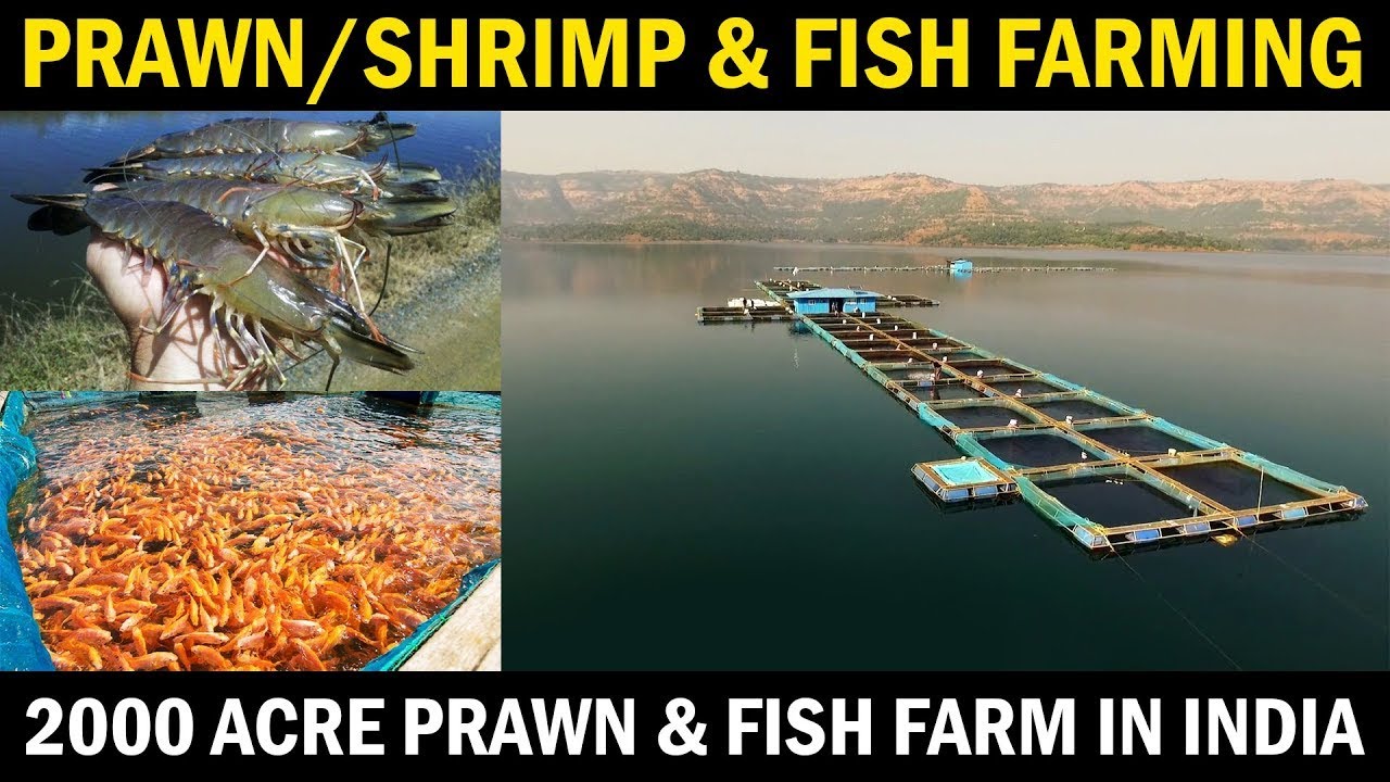 WESTCOAST   Best Shrimp Farm & Fish Farm in India  Shrimp Farming  Prawn Farming & Fish Farming