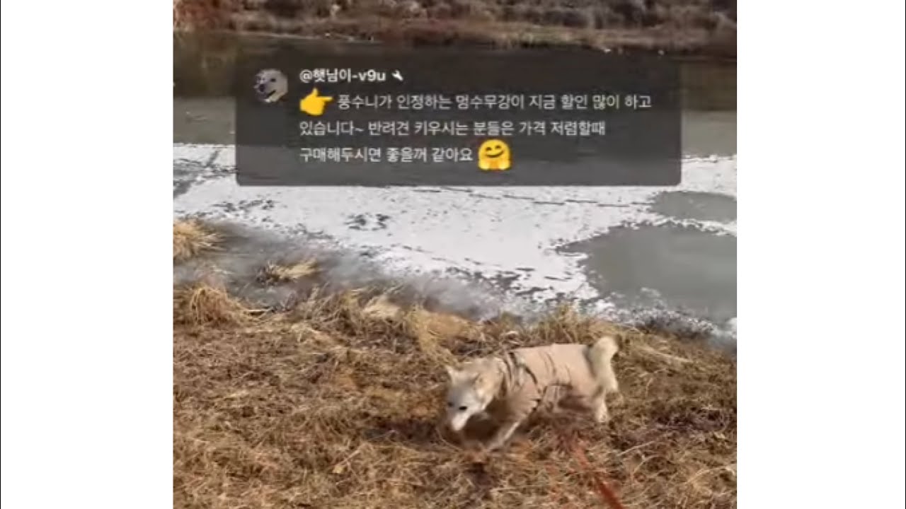 아침산책이 너무 늦어서 미안해 이풍순 