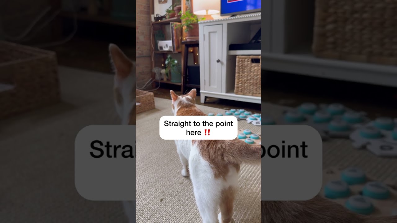 My cat is so smart for this 🤯