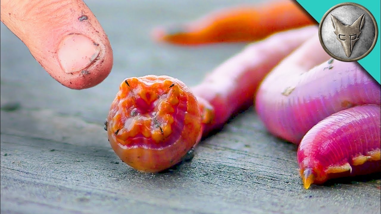 FUI MORDIDO por um BLOODWORM ou VERME DE CERDA! | Brave Wilderness Português
