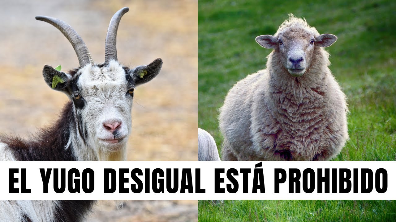 El Yugo Desigual Está Prohibido 🐏🐑🐐 Juan Manuel Vaz