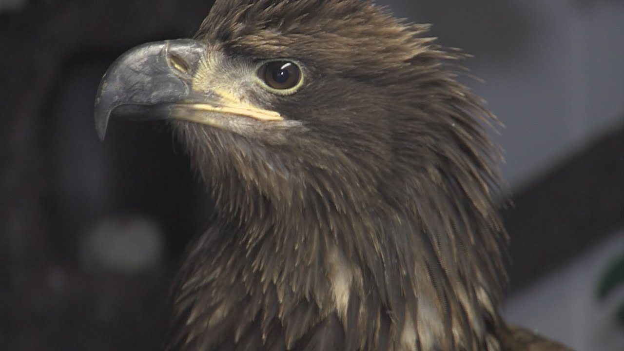 ILLINOIS RAPTOR CENTER TURNS 30