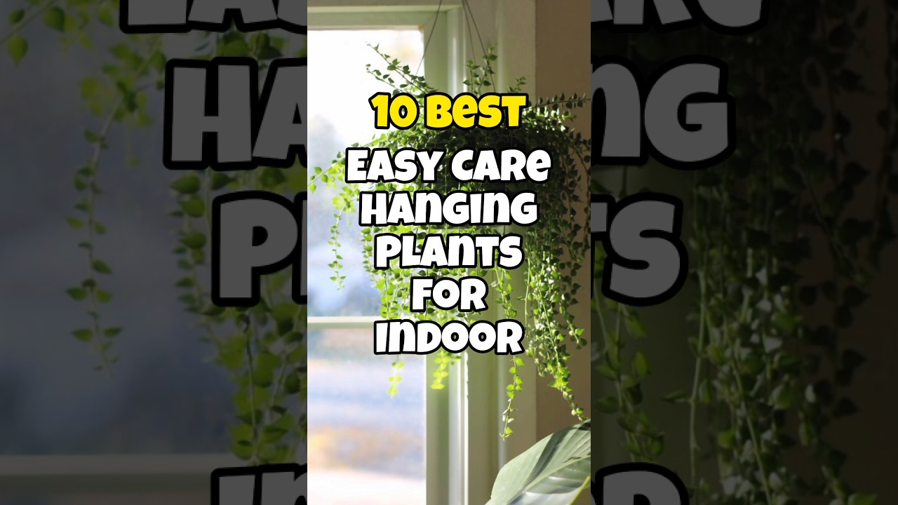 Best low maintenance hanging plants for indoor / Easy Care indoor hanging plants