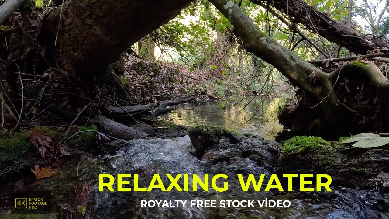 Serene River in the Forest | Relaxing Nature Scenery 4K