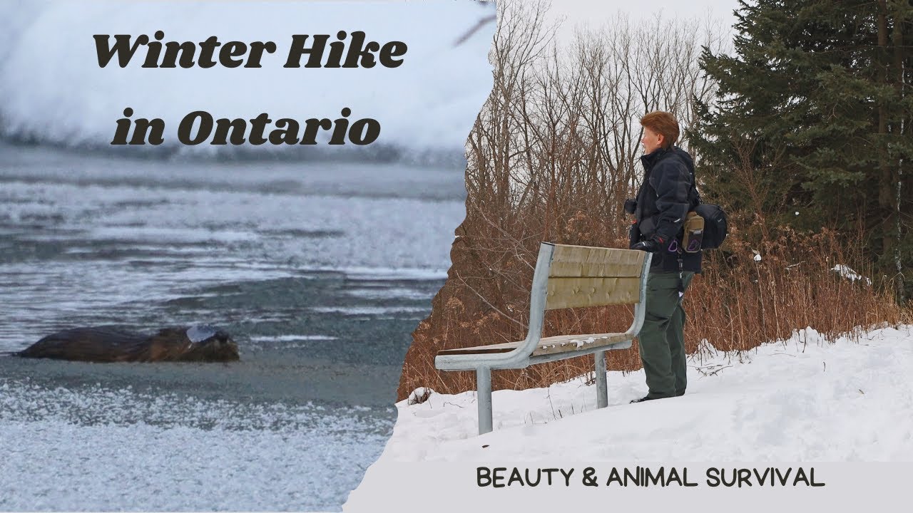 Winter Nature Hike - How Do Animals Cope With the Cold?