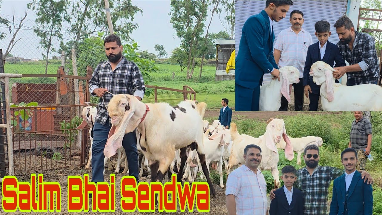 Most Successful Goat Farming Story By Salim Bhai Sendwa | MP Highest Quality Goat Farming Breedline.