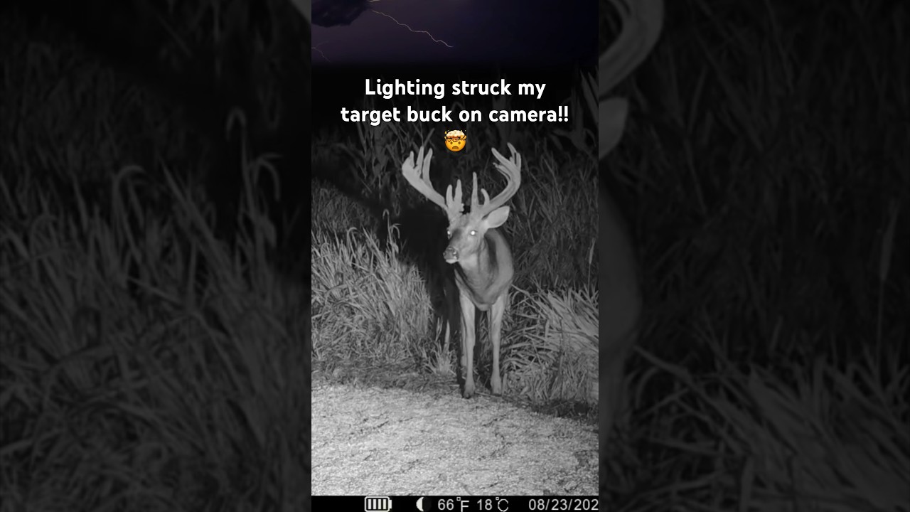 Lighting strikes my deer on camera!!😳🤯 #deer #lightning #wildlife