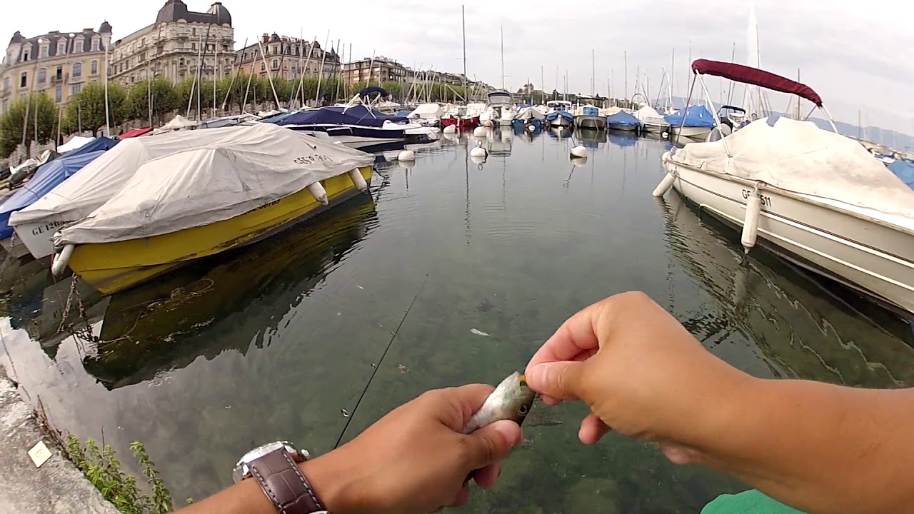Petite pêche au lac Léman ( au leurre )