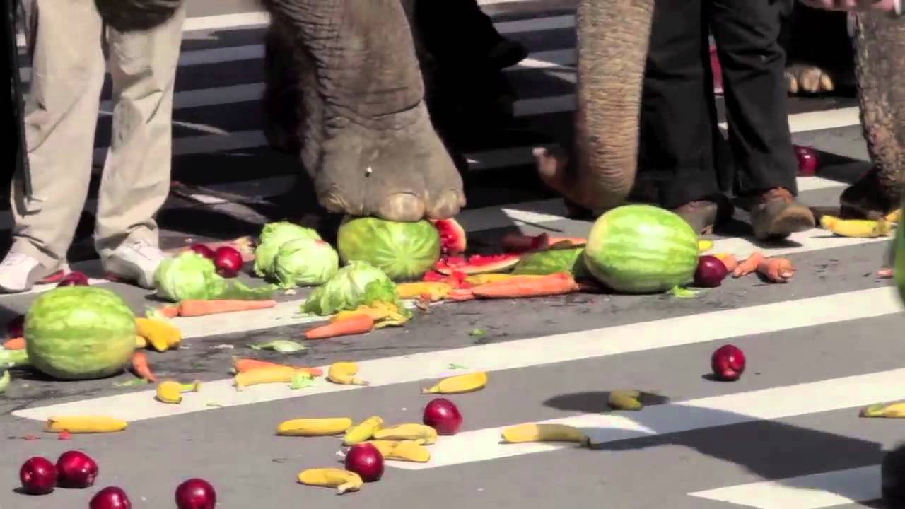 Elephants Brooklyn bridge