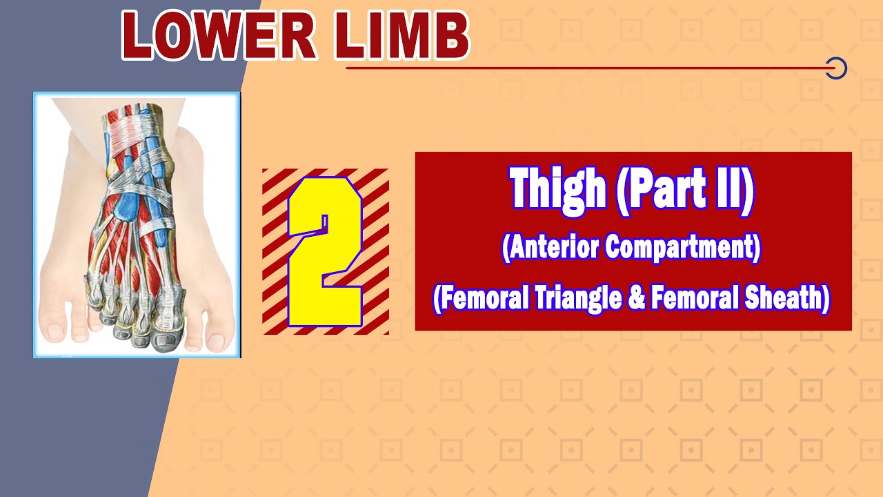 𝟎𝟐. 𝐓𝐡𝐢𝐠𝐡 (𝐈𝐈) (𝐅𝐞𝐦𝐨𝐫𝐚𝐥 𝐭𝐫𝐢𝐚𝐧𝐠𝐥𝐞, 𝐟𝐞𝐦𝐨𝐫𝐚𝐥 𝐬𝐡𝐞𝐚𝐭𝐡, 𝐟𝐞𝐦𝐨𝐫𝐚𝐥 𝐧𝐞𝐫𝐯𝐞, 𝐚𝐧𝐝 𝐟𝐞𝐦𝐨𝐫𝐚𝐥 𝐯𝐞𝐬𝐬𝐞𝐥𝐬)