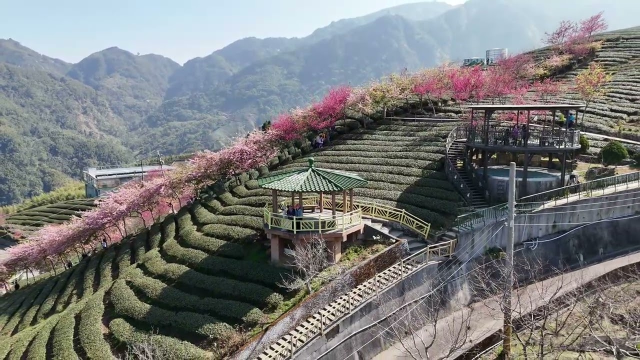 八卦茶園