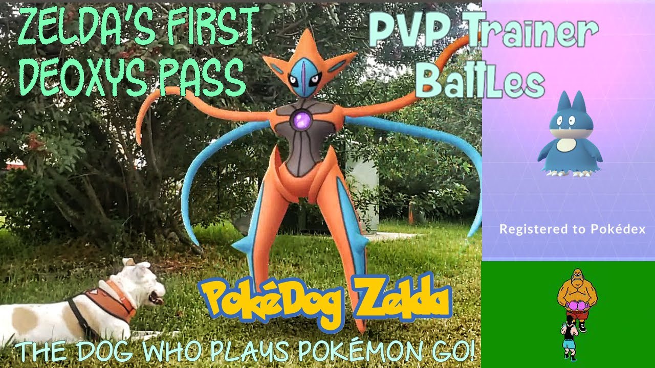 PvP Trainer Battles/Deoxys(Attack Forme)EX Raid/Munchlax Egg Hatch in Pokemon GO w/ Pokedog Zelda