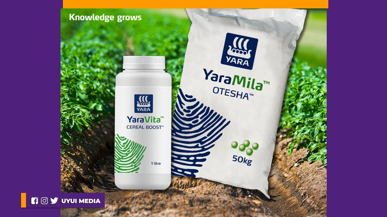 IJUE MBOLEA YARA MILA OTESHA YENYE VIRUTUBISHO 6 VYENYE LISHE KAMILI NA LINGANIFU KWENYE MMEA