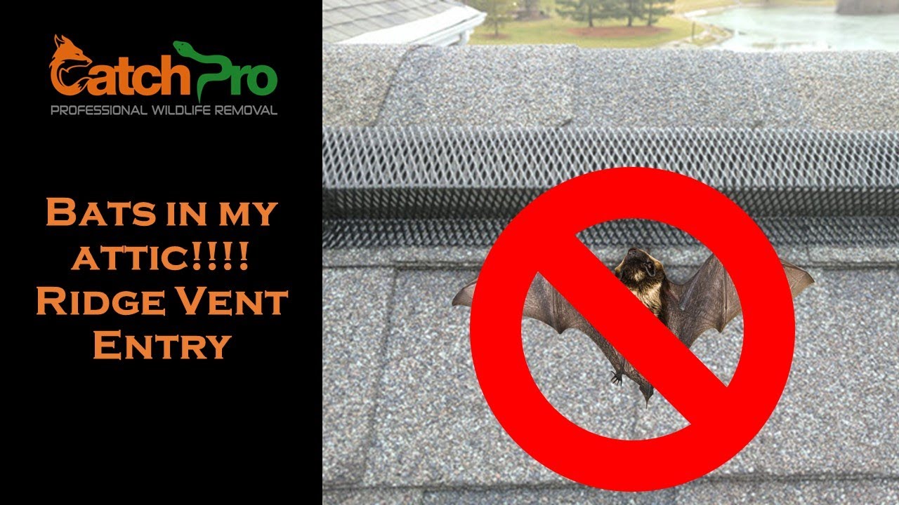 How do bats get in my attic??? - Greensboro, Georgia - CatchPro Wildlife Removal