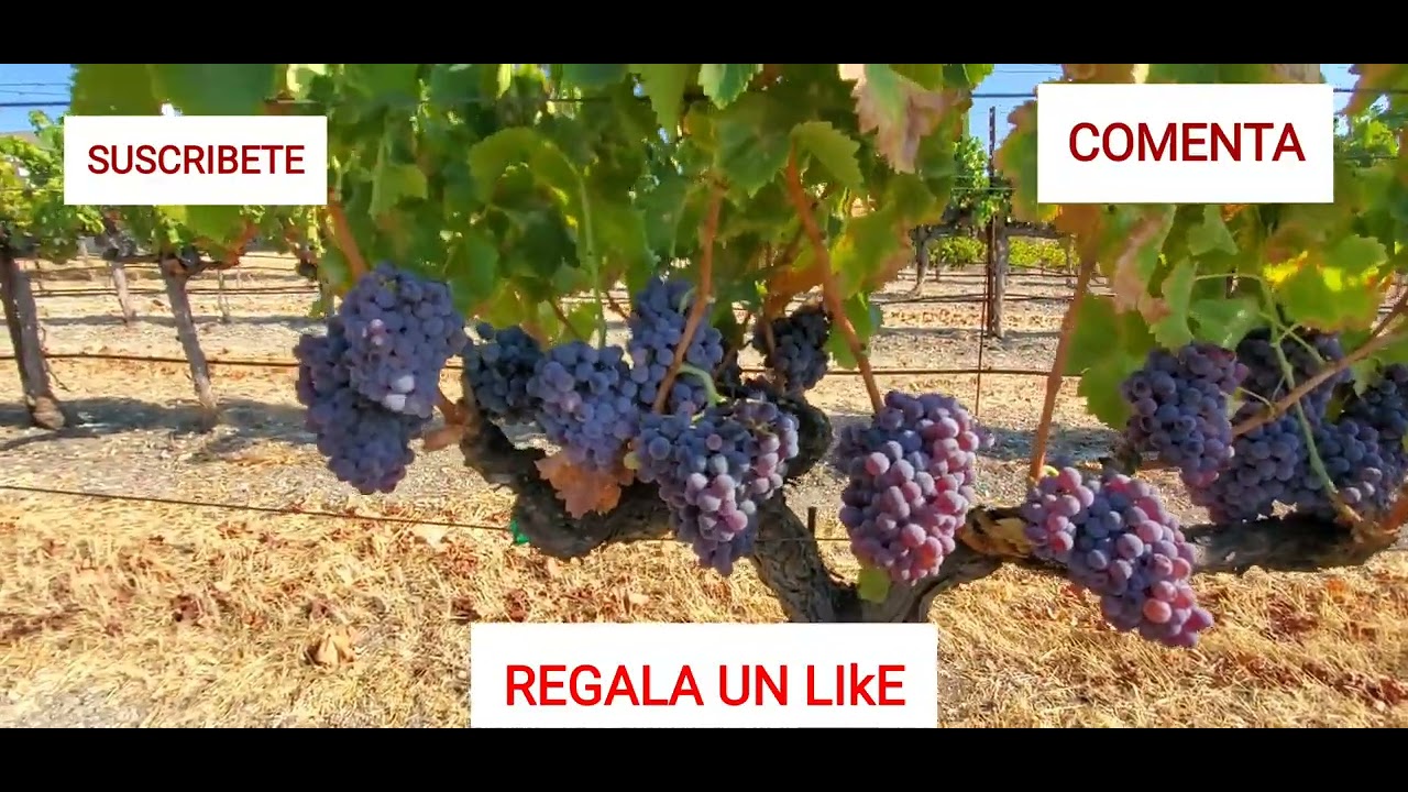 PRODUCCION DE UVA PARA VINO: GRENACHE