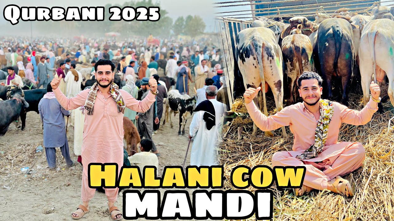 Halani cow mandi | Qurbani Ke Janwar | Allah Tera shukar | youngster cattle farm available for sale