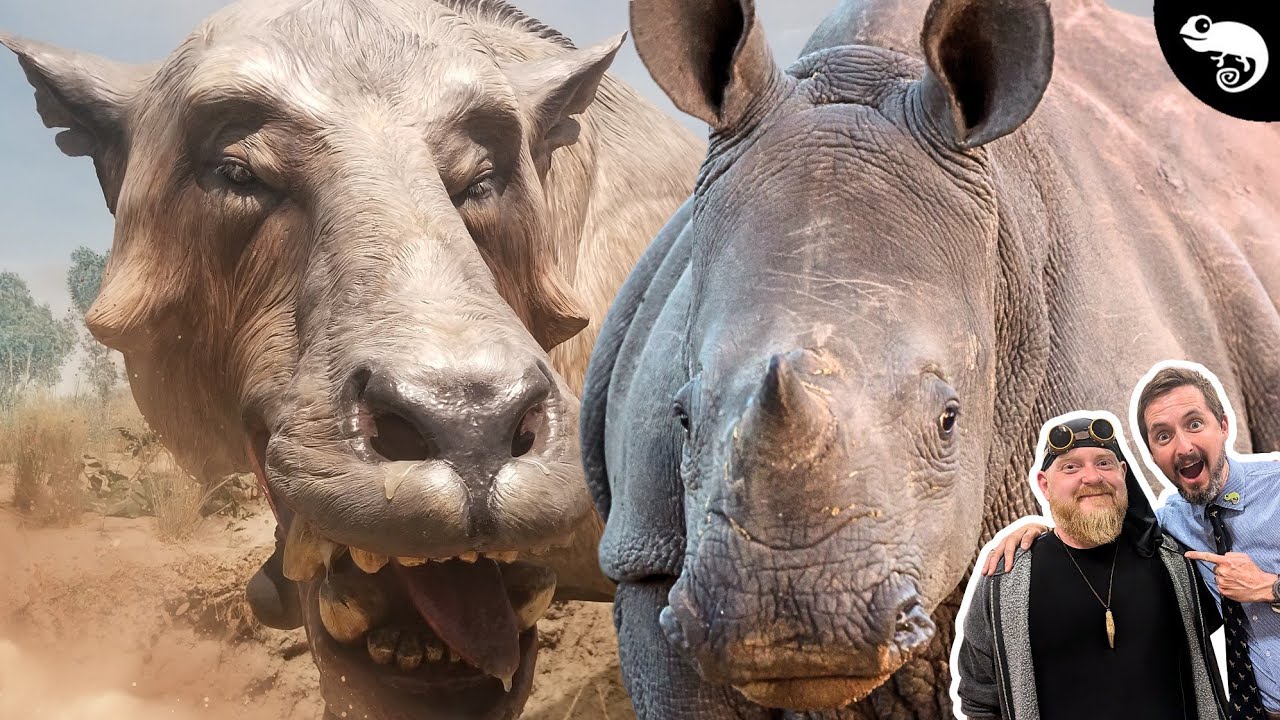 What Killed America's Rhinos? Featuring @Paleo Analysis