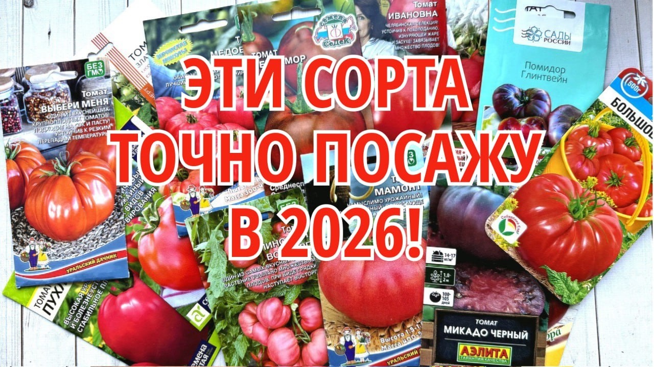 ЭТИ СОРТА ТОМАТОВ СОВЕТУЮТ ПОДПИСЧИКИ 🍅 Выбор на сезон 2026