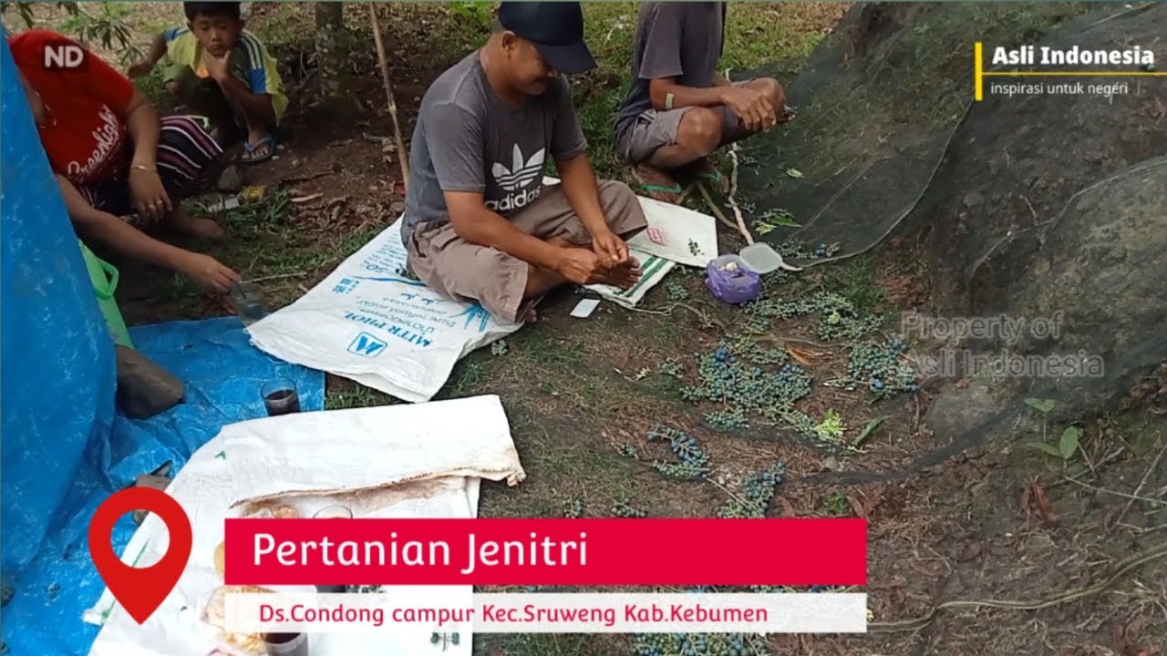 Petani jenitri ds.condong campur kec.sruweng kab.kebumen- asli indonesia - nemu dalan