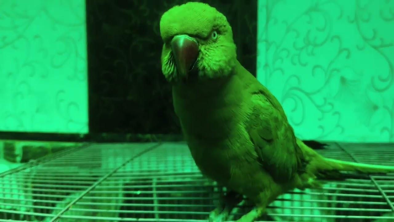 Mitthu ka dance 🩰#nonstoptalkingparrot#mithukibatain#followlike#youtubevideo# kittu parrot 🦜