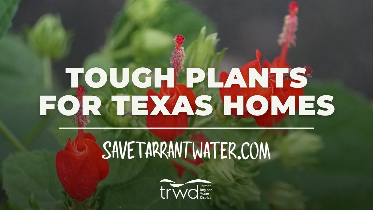 Tough Plants for Texas Homes