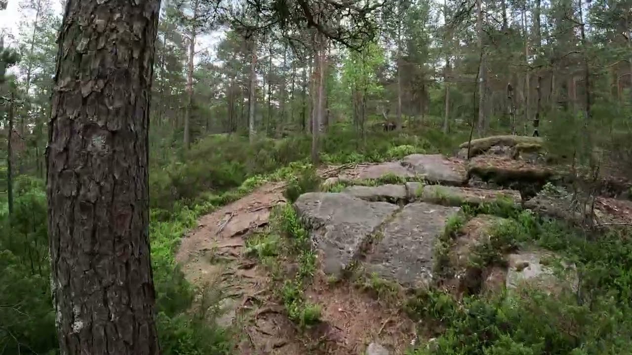 Skien Gulset Stisykling