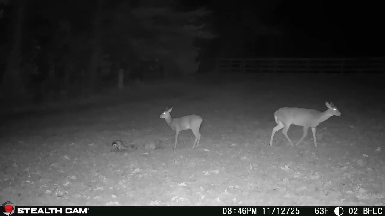 11 12 2025 Nighttime Homestead Visitors on Trail Cam  Deer, Cats & More Under the Stars