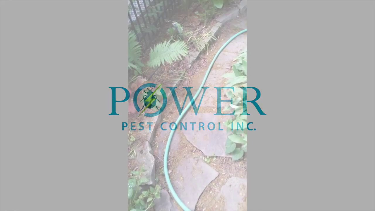 Peter Power from power pest control to investigate phermone trail by ants left on garden hose to fin