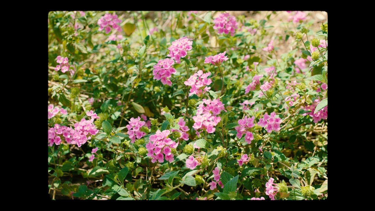 Plantasia But It's All Images Of Plants (Mother Earth's Plantasia -- Mort Garson - Full Album)