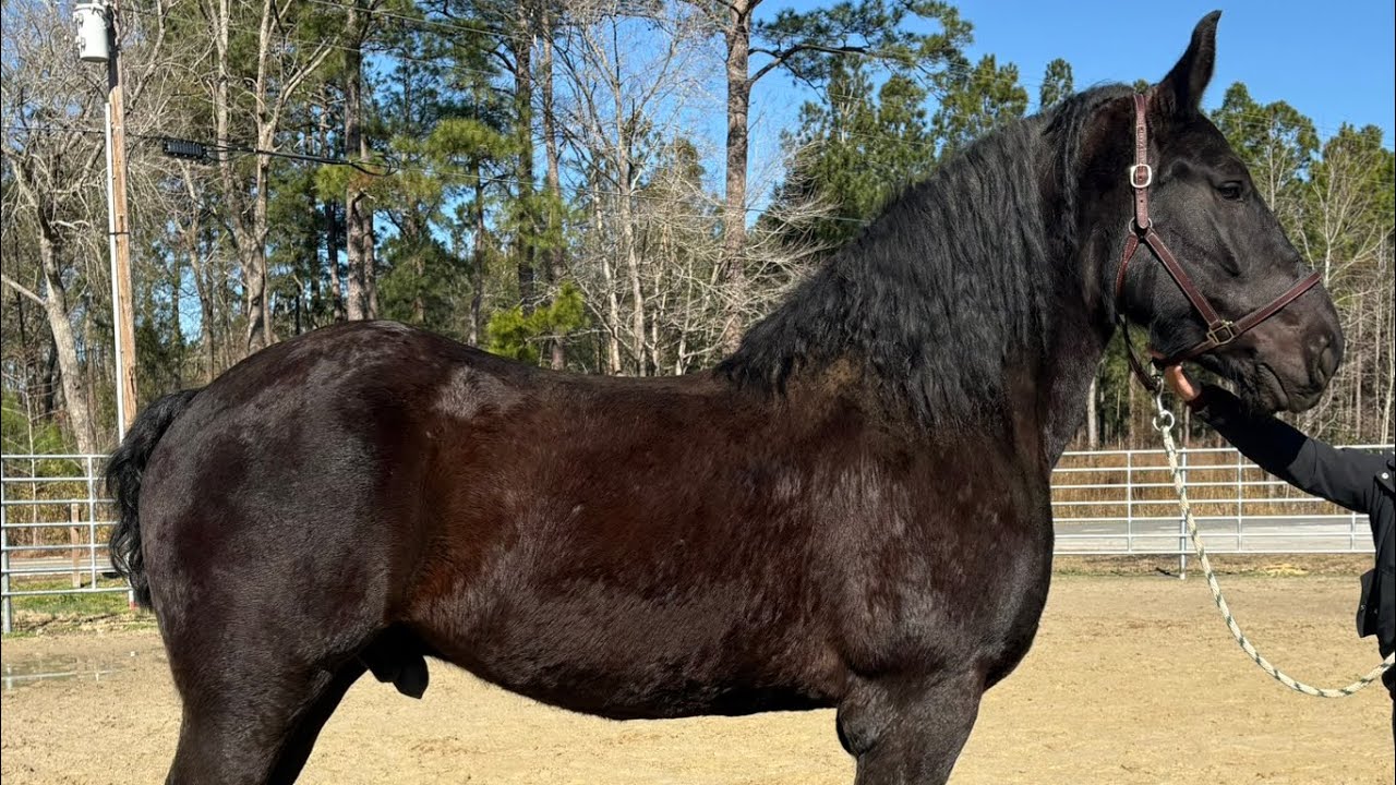 Percheron driving 